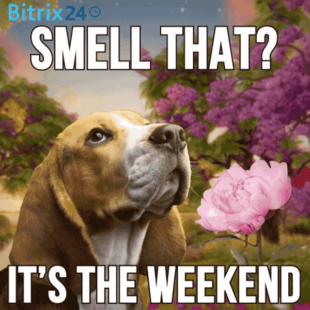 Funny Dog GIF