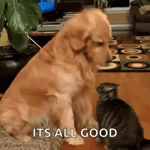 Funny Dog GIF
