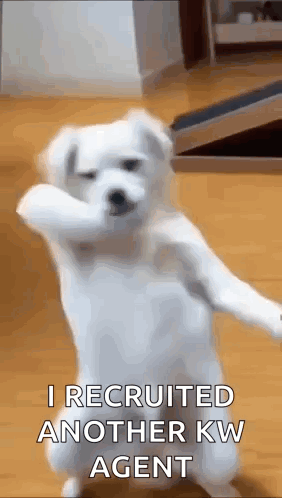 Funny Dog Dance Dancing Dog GIF