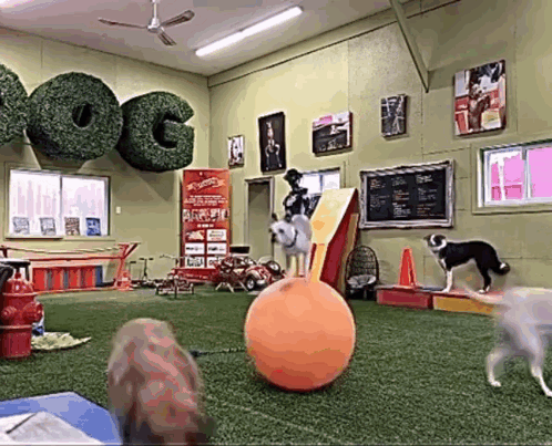 Funny Dog Dog On A Balloon GIF