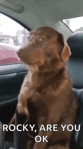 Funny Dog Eyes GIF