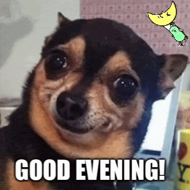 Funny Dog Face Meme Dog GIF