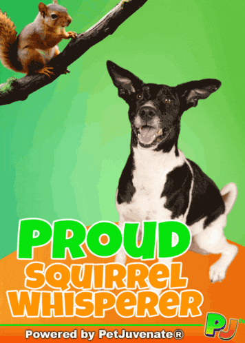 Funny Dog Gif Boop Bork Blep Boof And Hound Dog GIF