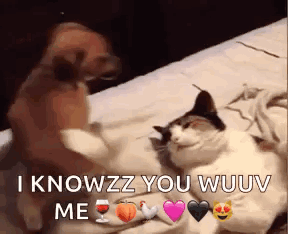 Funny Dog Piles On Cat GIF