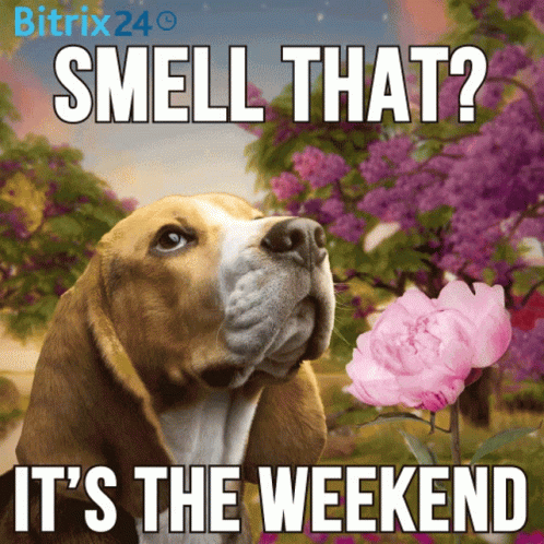 Funny Dog GIF