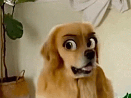 Funny Dog GIF. This 498 x 373 animated GIF is part of our simpsons suspicious dog collection. Related themes include face, funny, huh. Created by Teeiniowa…