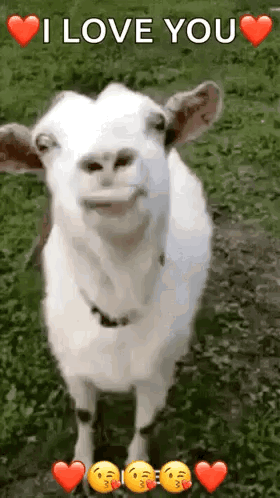 Funny Face Goats GIF