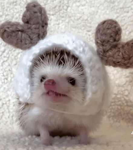 Funny Face GIF