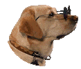 Funny Funny Fog Sticker