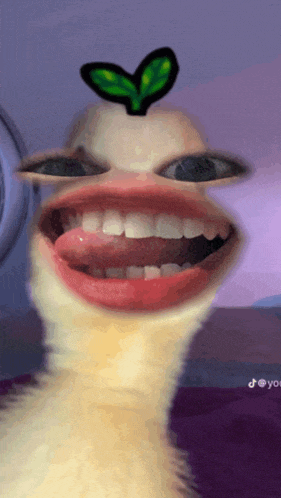 Funny Gifs Meme