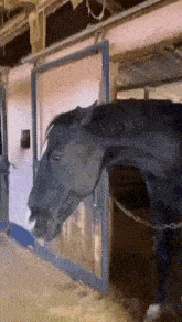 Funny GIF