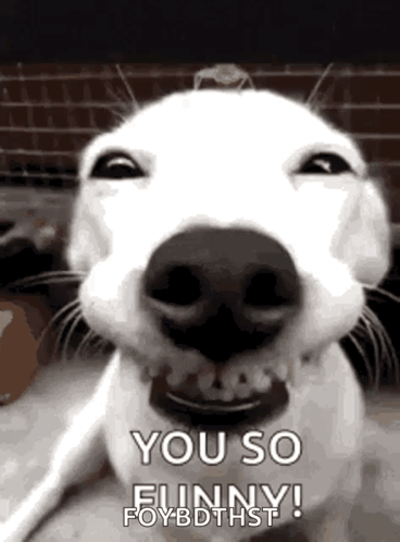 Funny Laughing GIF
