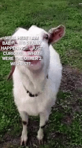Funny Lick It GIF