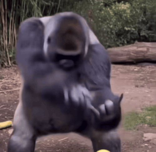 Funny Monkey GIF. This 498 x 485 animated GIF is part of our funny dance collection. Related themes include dancing, funny, monkey. Created by Tabbid. View…