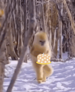 Funny Monkey Happy Birthday GIF