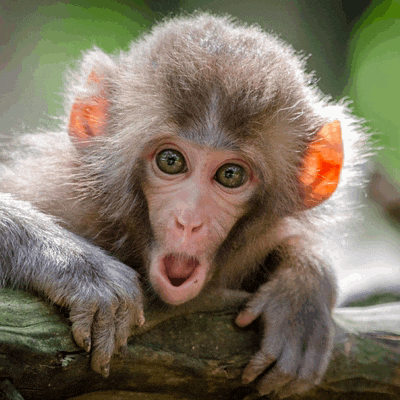 Funny Monkey Meme