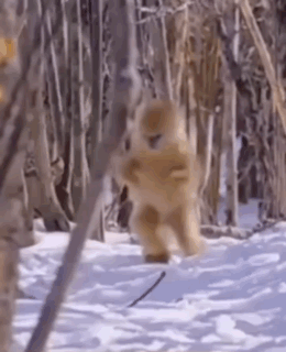 Funny Monkey Walking Im Coming GIF
