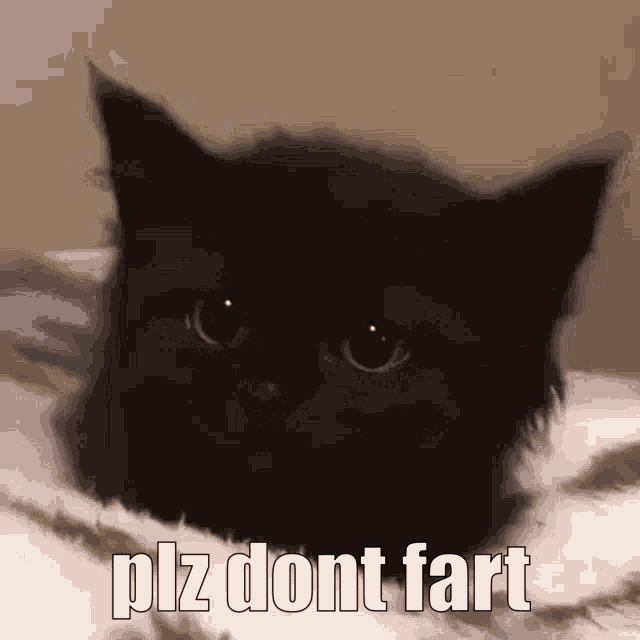 Funny Potato GIF
