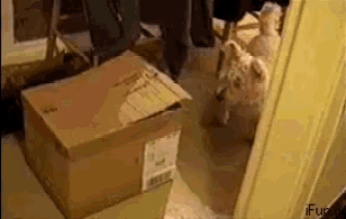 Funny Pussy GIF