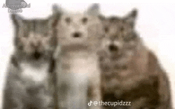 Funny Shock Meme