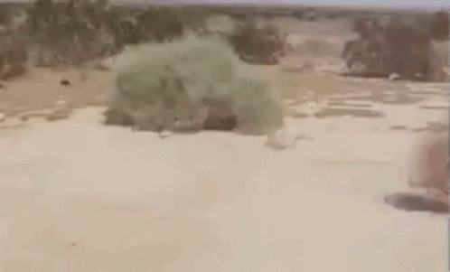Funny Thank GIF
