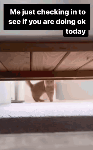 Funny GIF