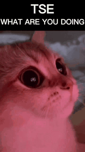 Funny GIF