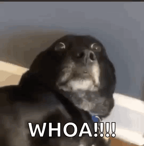 Funnyanimals Dog GIF. This 493 x 498 animated GIF is part of our hooah collection. Related themes include scared, shook. Created by lisamendizabal. View the…