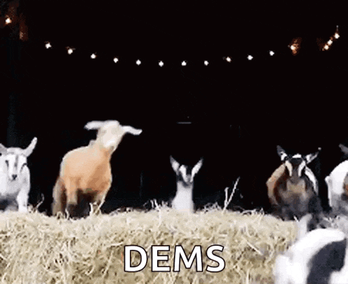 Funnyanimals Goat GIF