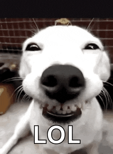 Funnydogs Cute GIF
