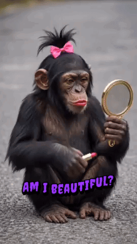 Güzel Maymun Monkey Beautiful GIF