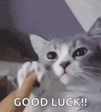 Gabsu Cat GIF