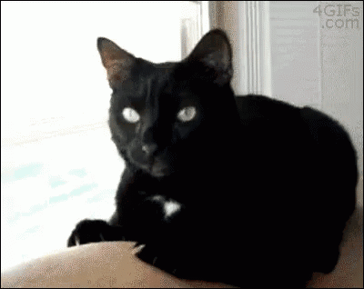 Gag GIF