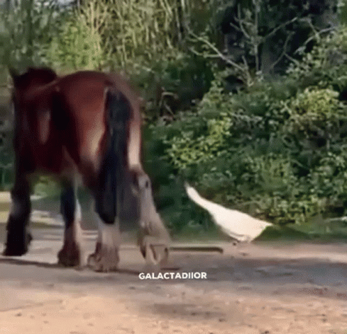 Galactadiior GIF. This 498 x 480 animated GIF is part of our horse kick collection. Created by galactadiior. View the original animation, share it, or…