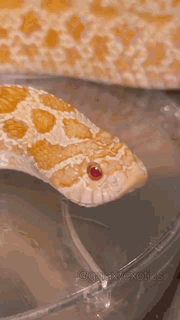 Galaxyexotics Snake GIF
