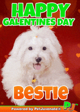 Galentines Day Vday GIF