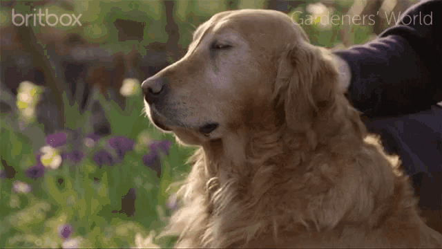 Gardeners World Bbc GIF