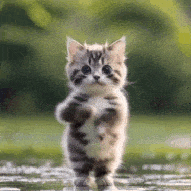 Gatinbailandoepico GIF
