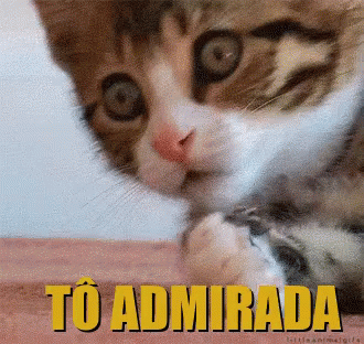 Gatinho / Gato / Tô Admirada / Surpresa / Susto / Quê GIF