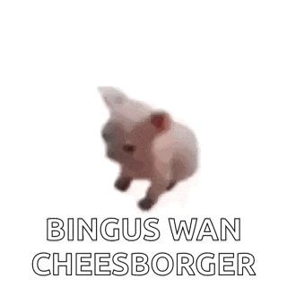 Gatitos Gatos GIF