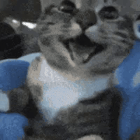 Gato Feliz Smiling Cat GIF