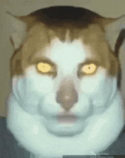 Gato GIF