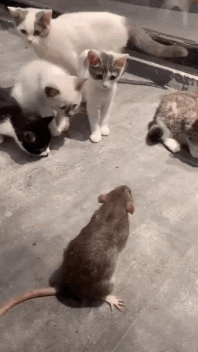 Gato Golpeando Rata GIF