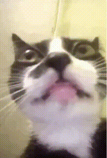 Gato GIF