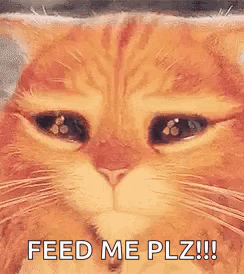 Gato GIF