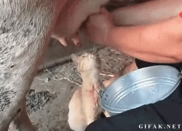 Gato Lechita GIF. This 364 x 262 animated GIF is part of our cow milk collection. Related themes include cat. Created by pawmendi. View the original…