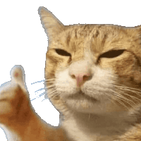 Gato Mandando Um Joinha Sticker