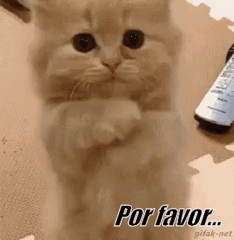 Gato Por Favor Porfa GIF