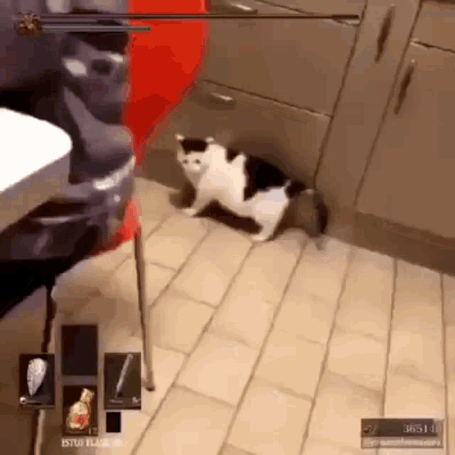 Gato Rolando GIF