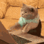 Gato Teclado Trabalhando GIF